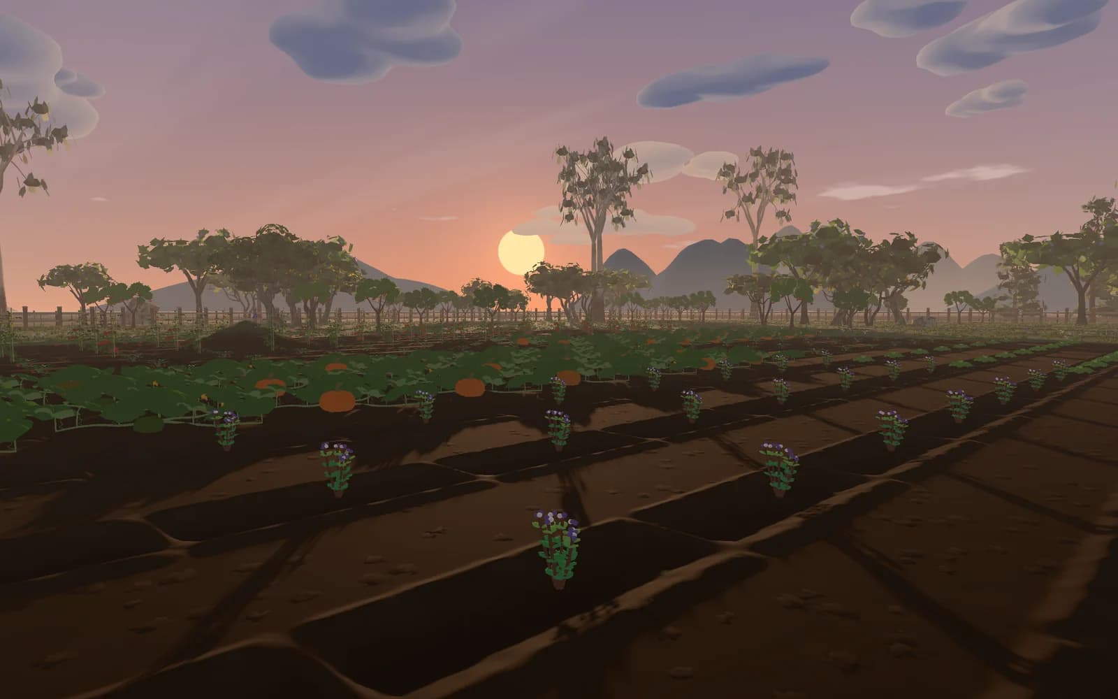 Pumpkins and flowering plants in long furrows, the sun setting over the orchards